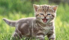 Een kitten in het gras