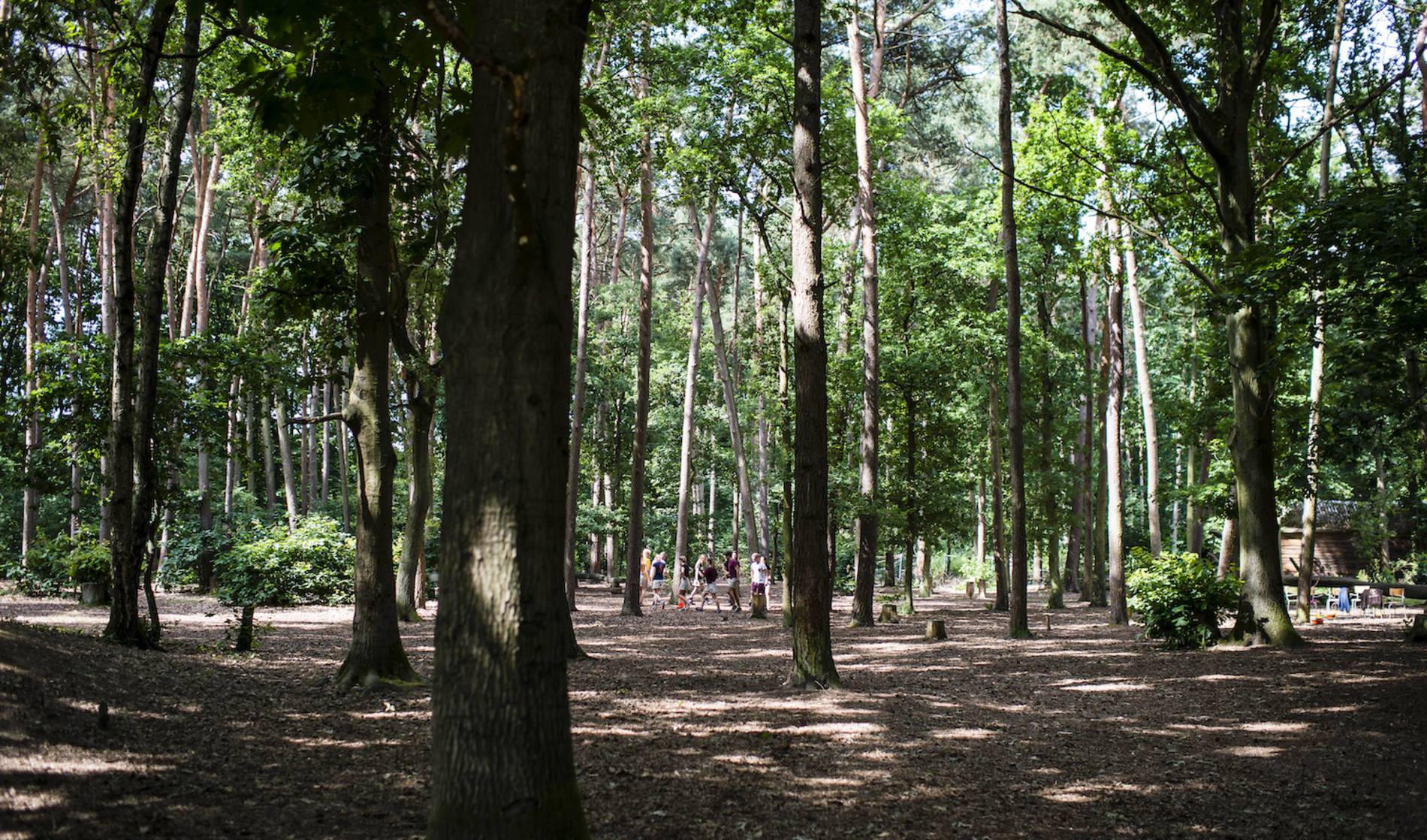 Een zonnig bos 