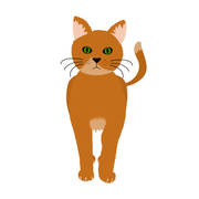 Poes axenroos