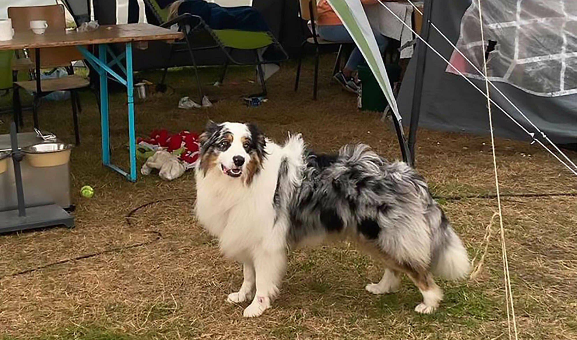 Hond Tarko van Chiro Jomego zorgde voor veel plezier op kamp.