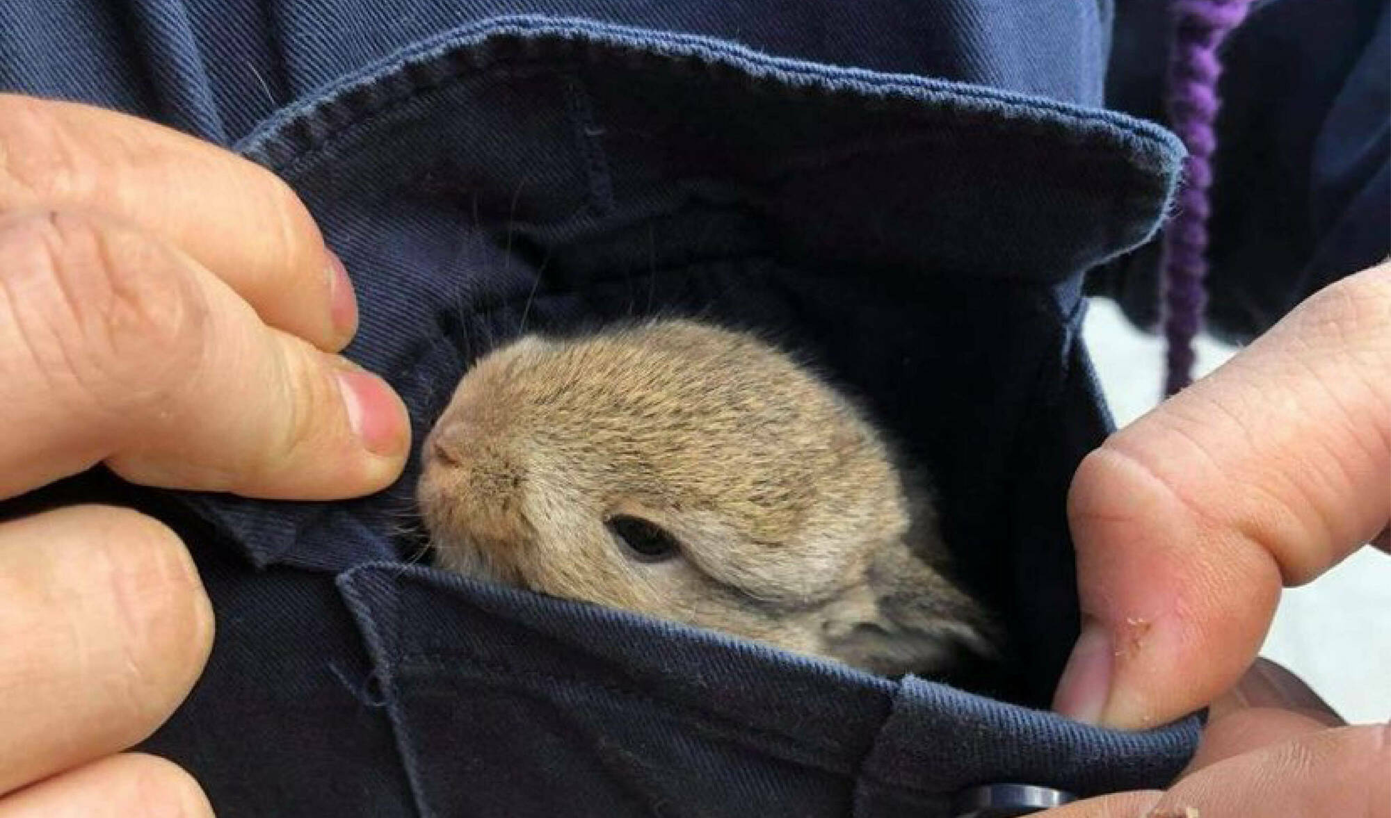 Bij Chiro Jefri uit Ingelmunster hadden ze voor een dag een wild konijn als huisdier. Op het einde van de dag is het beestje herenigd met zijn moeder.