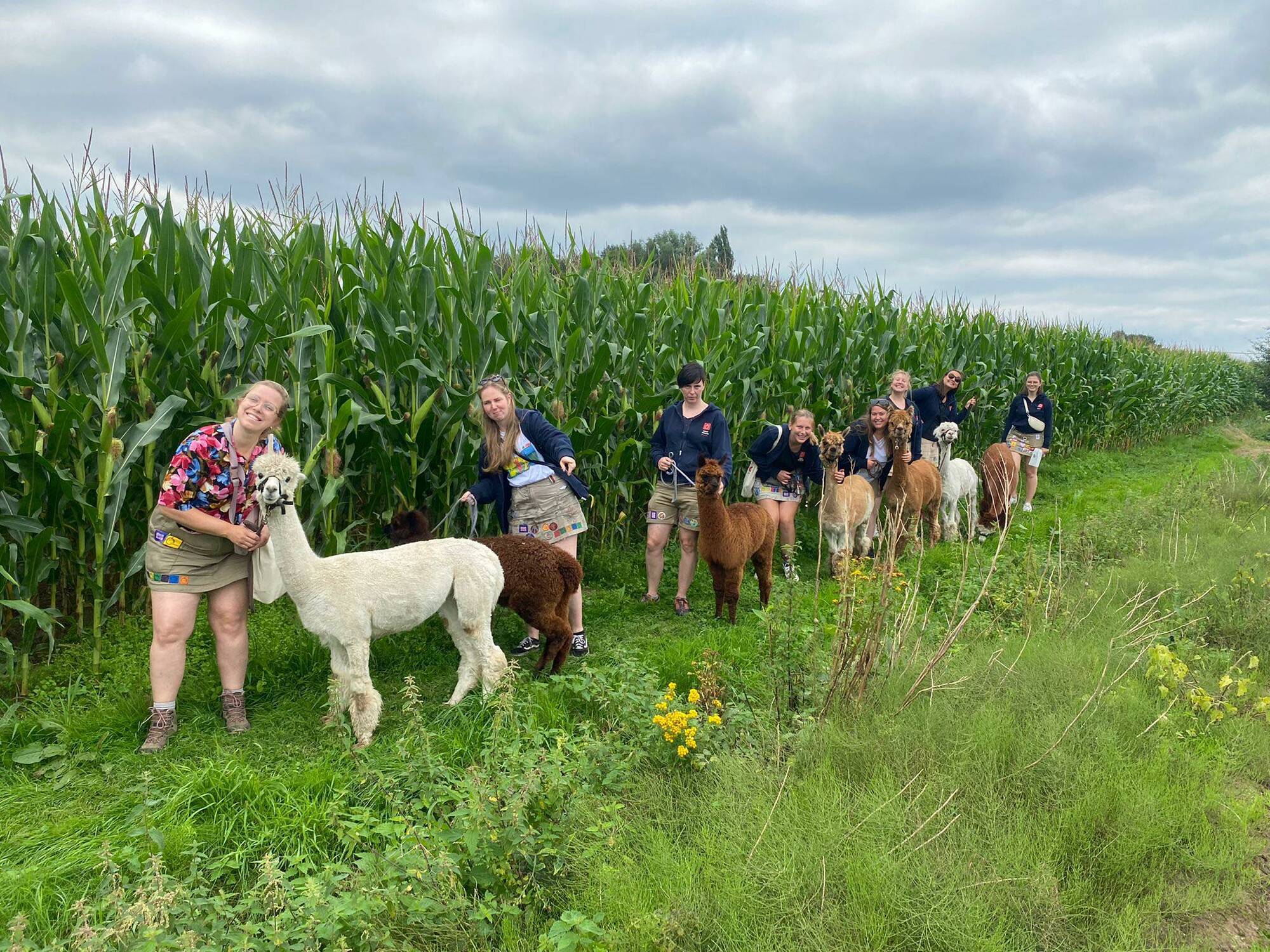 Verbond Antwerpen met de alpacas